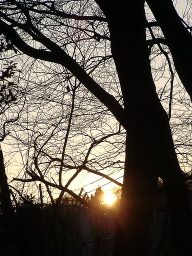 ■雑木林の夕日