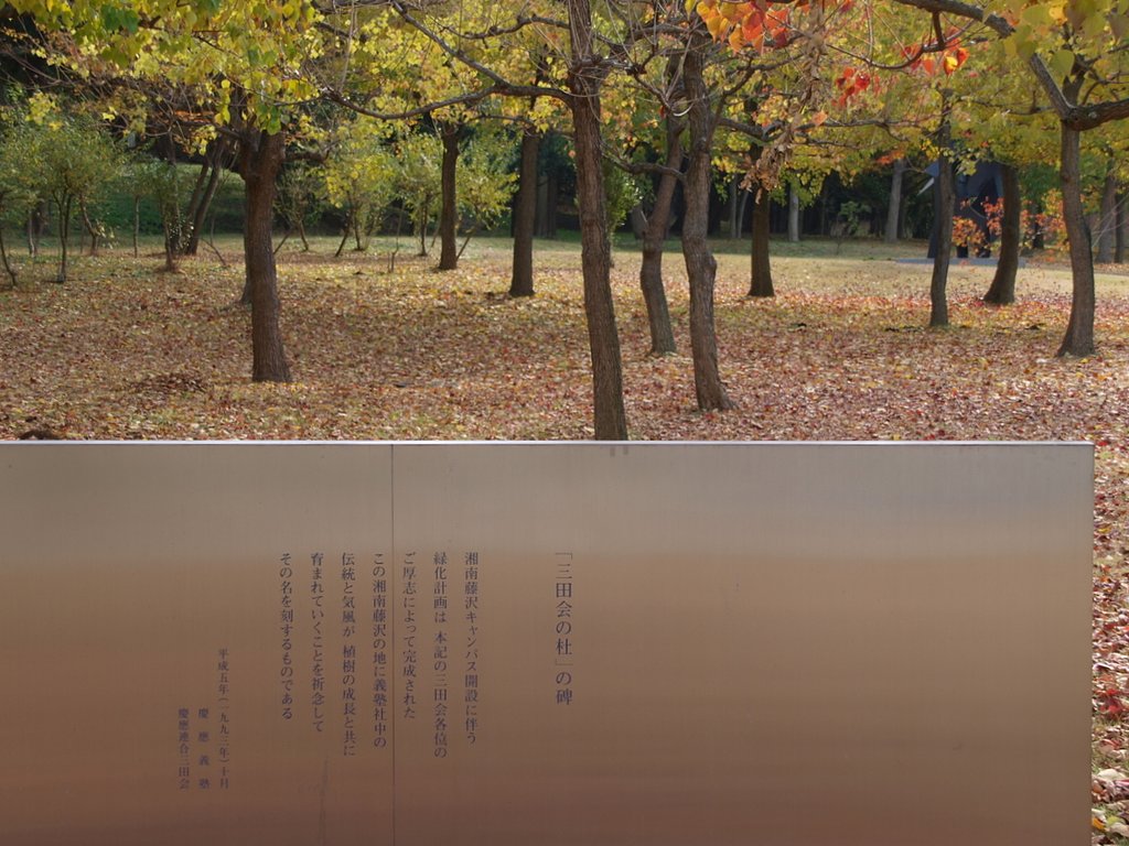 【秋】大学構内の紅葉