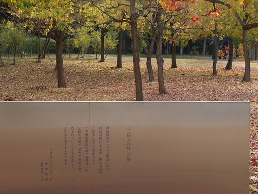 【秋】大学構内の紅葉