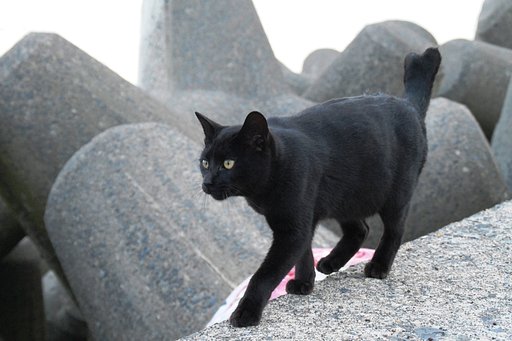 【猫】幸せを呼ぶ黒ねこ