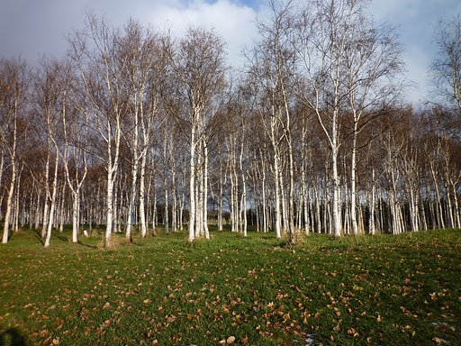 【秋】公園
