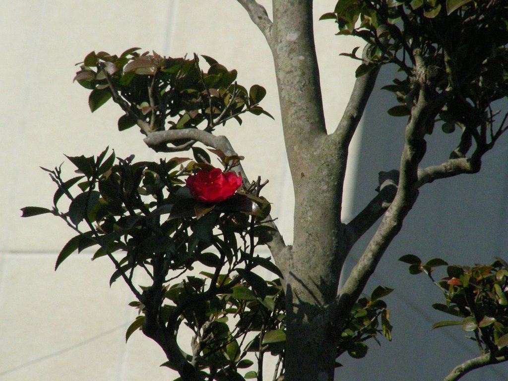 紅一点