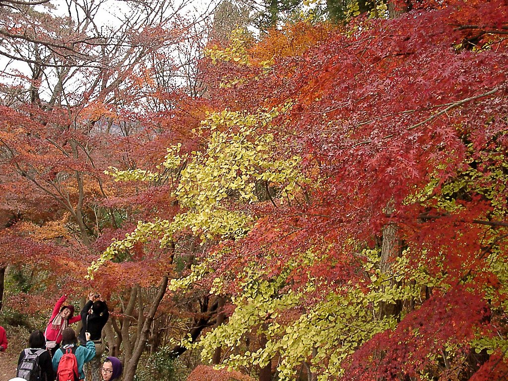 ▲高尾山の晩秋-24