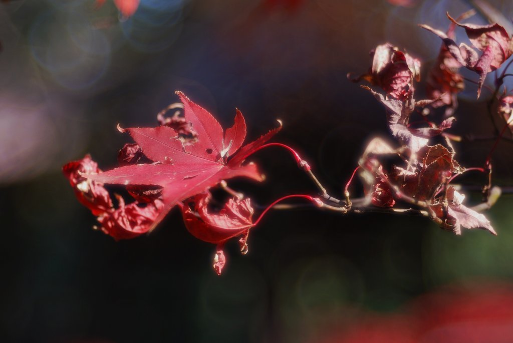 名残の紅葉