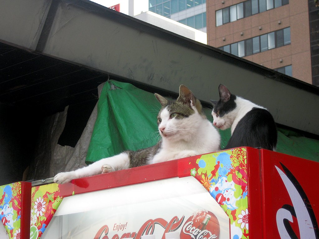 降りない【猫】