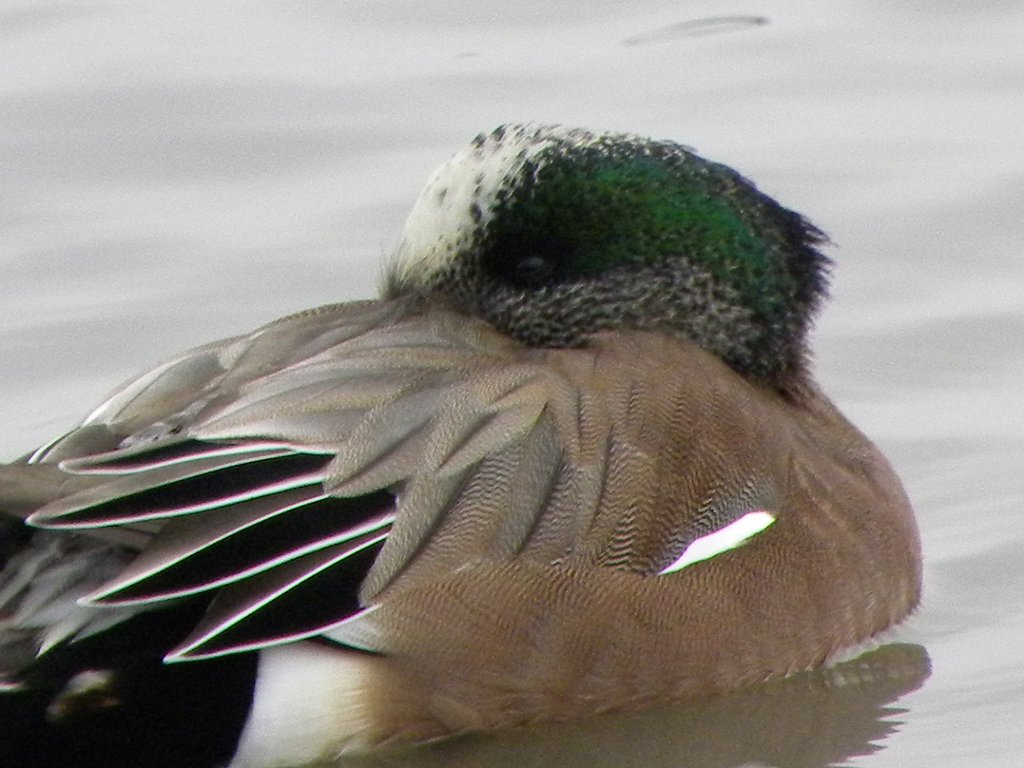 アメリカヒドリガモ③