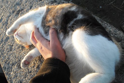 【猫】さて、ここで正解です