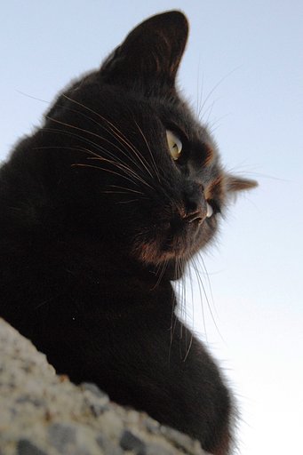 【あした】or【猫】
