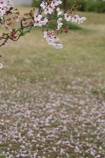 【桜】ただひたすらに今を咲く