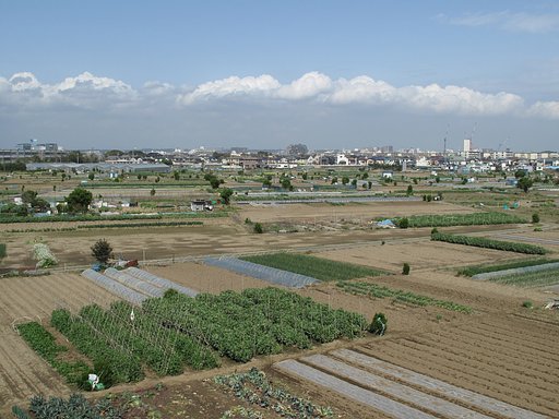 茅ヶ崎の畑