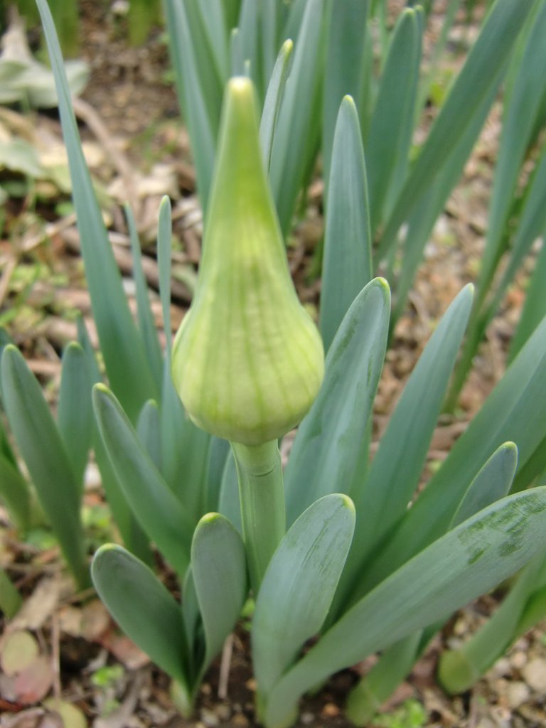 未だ蕾です。