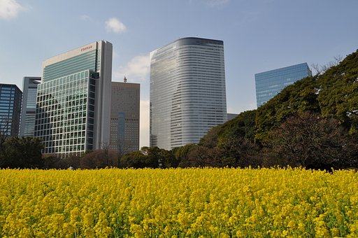 浜離宮の菜の花畑
