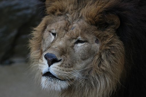 【凛】百獣の王