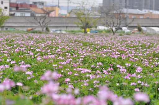 レンゲが満開