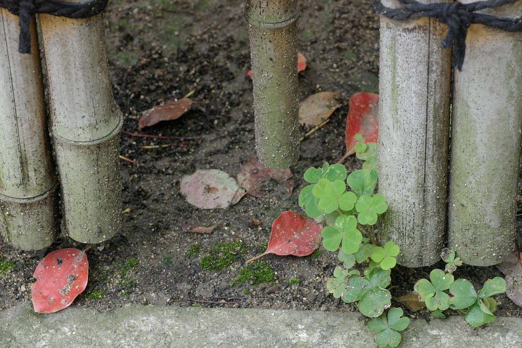 梅雨時の落葉