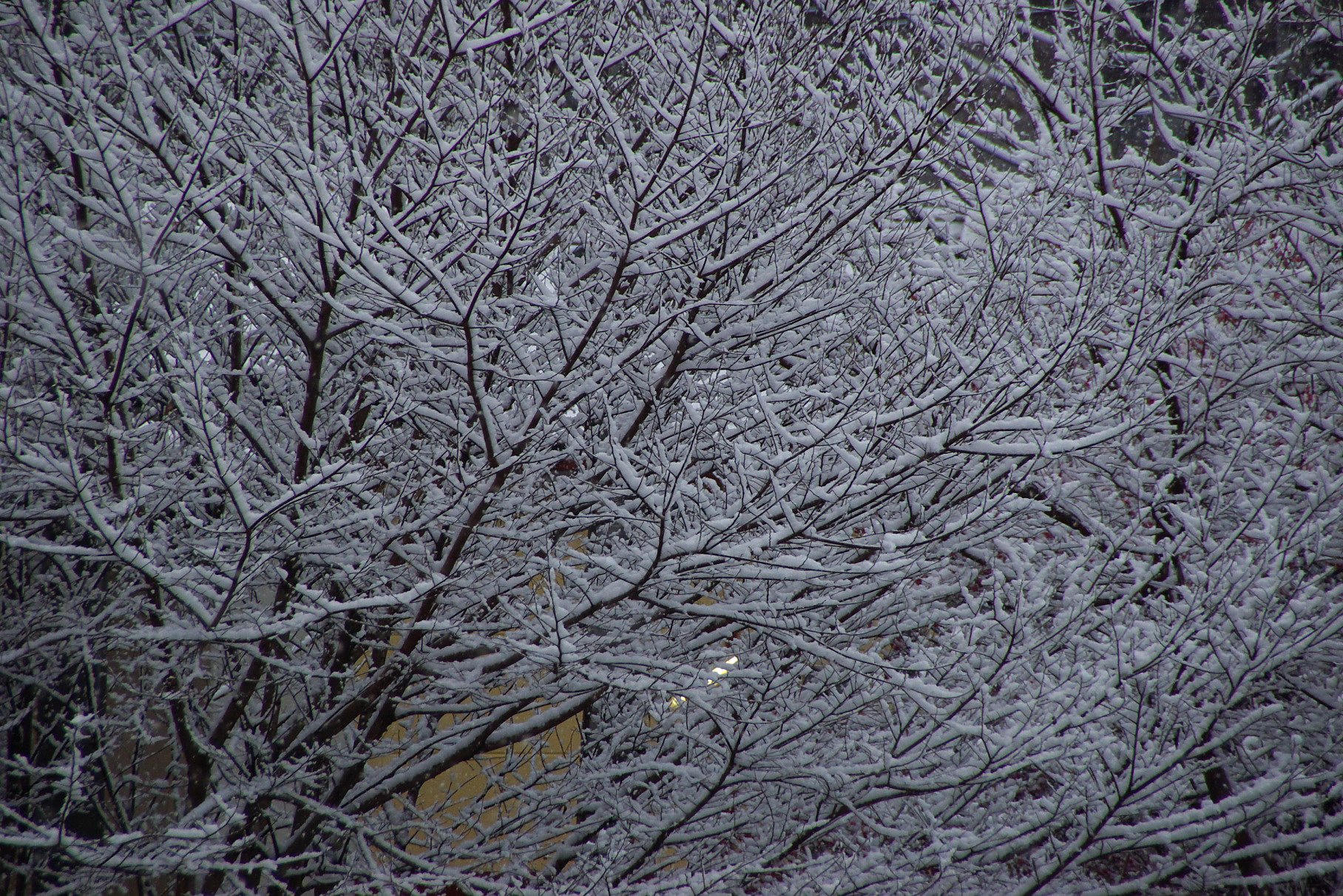 雪模様