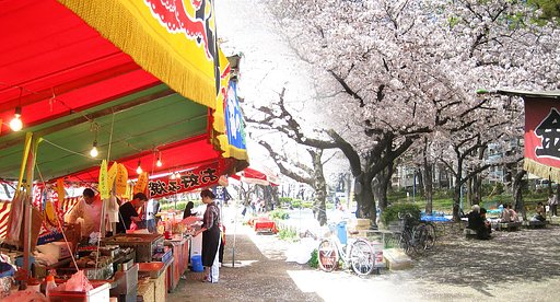 【桜】花より‥