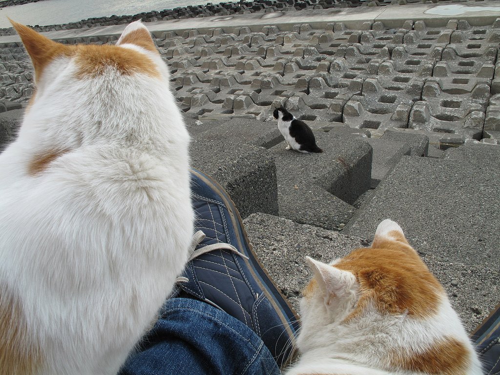 誰か来たよ