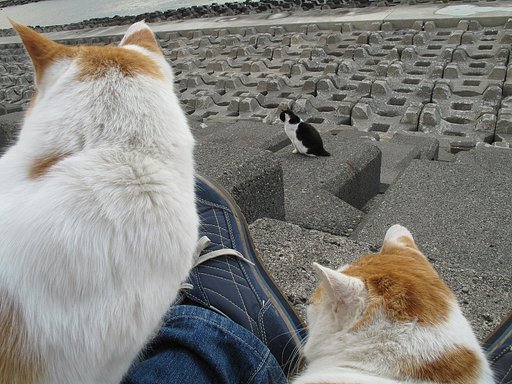 誰か来たよ