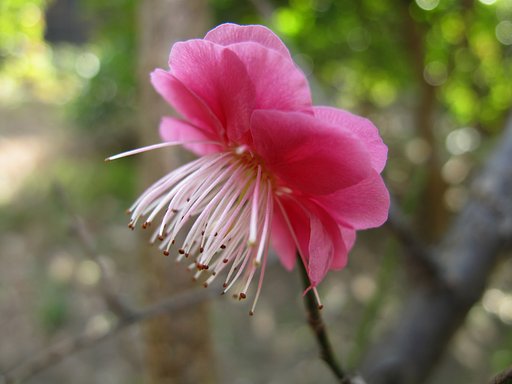 紅梅