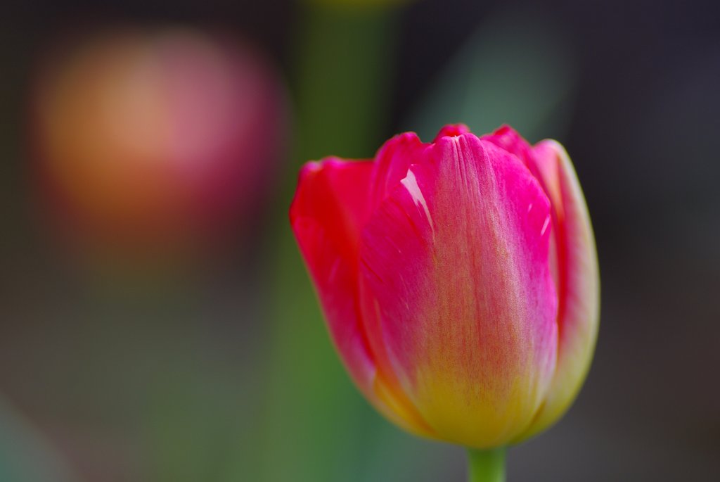 花の命