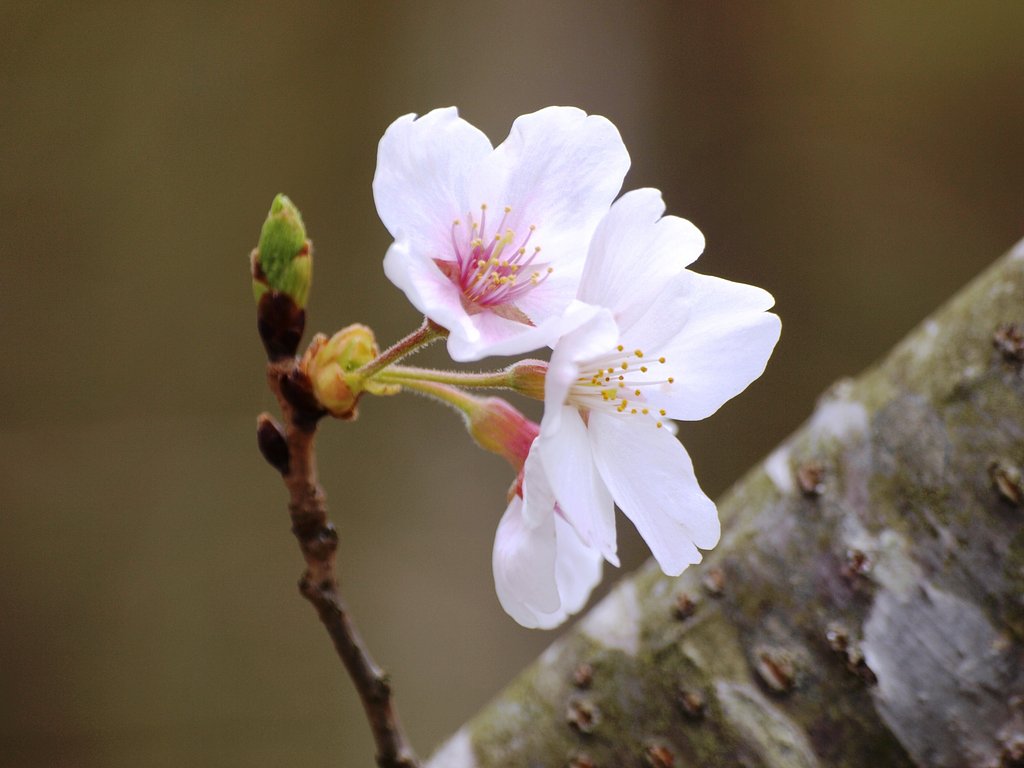 【桜】散らずいました。