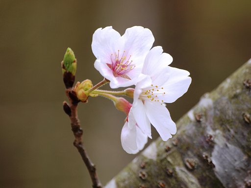 【桜】散らずいました。