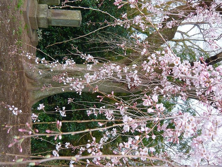 しだれ【桜】　暖簾