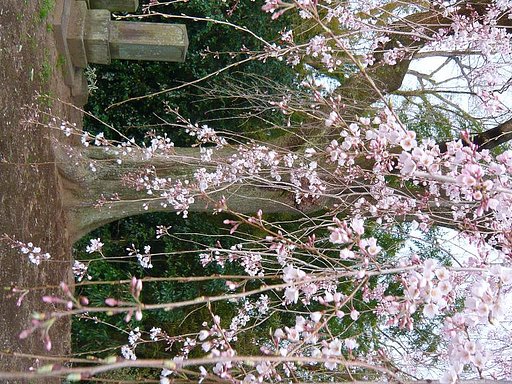 しだれ【桜】　暖簾
