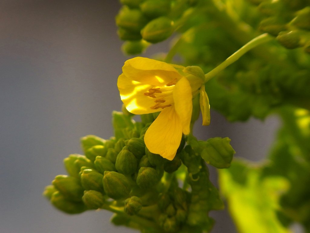 一花だけを