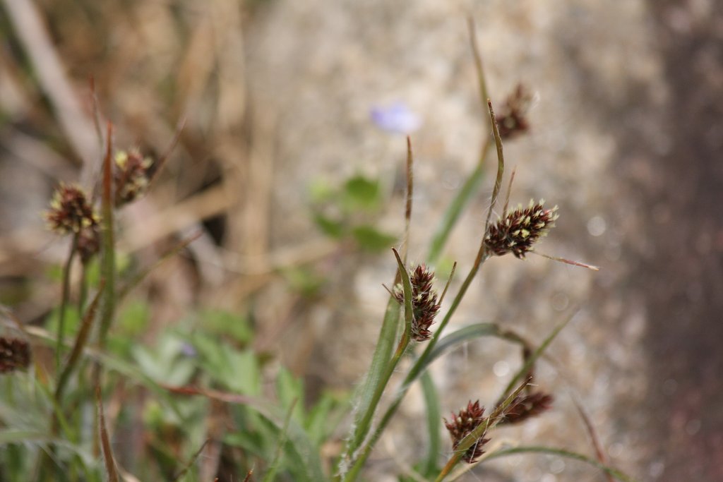 スズメノヤリ