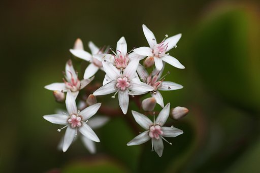 花は咲けども