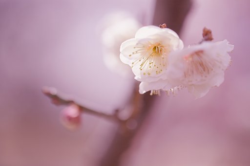 【凛】　一輪