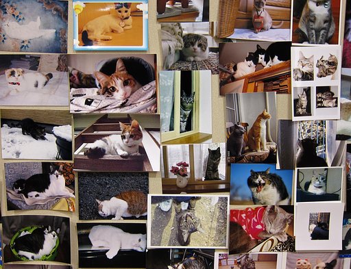 写真の写真