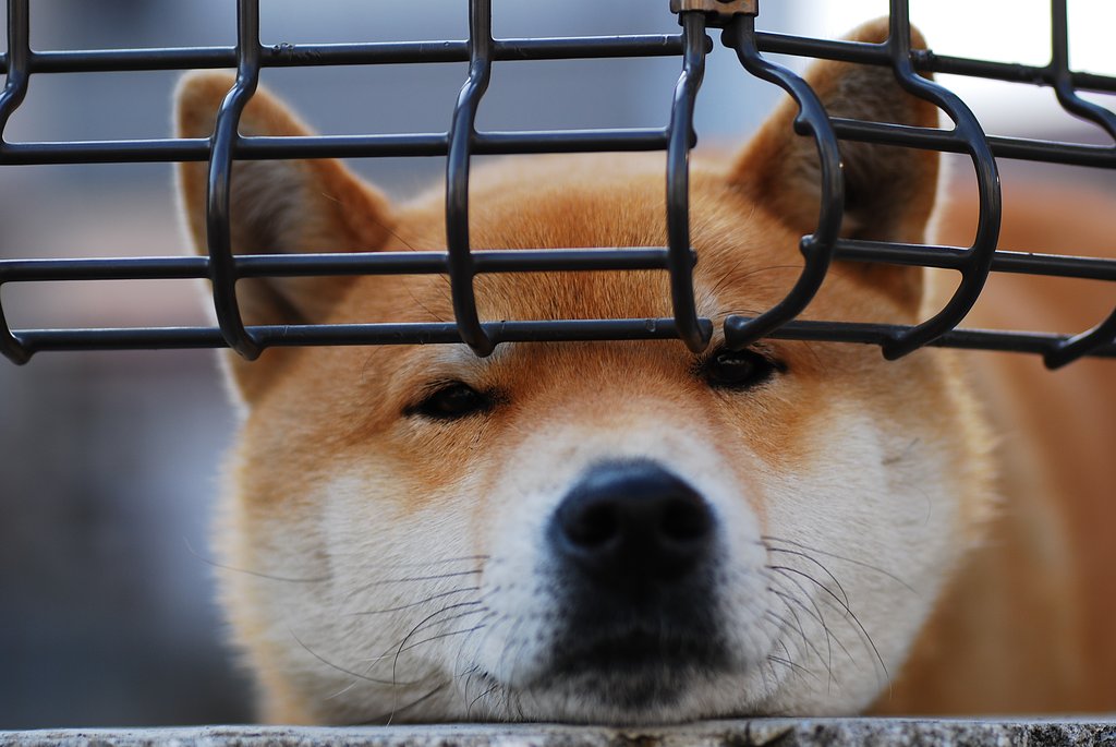 ぽち