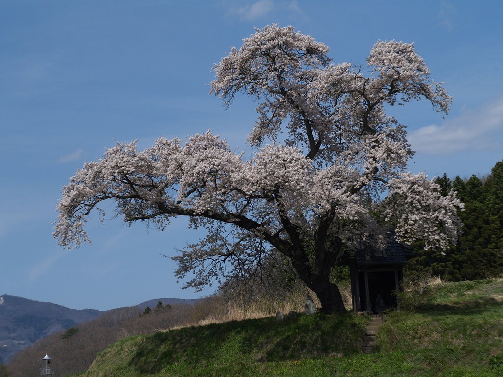 【桜】小沢の一本桜