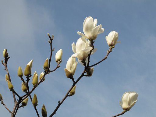こぶしの花