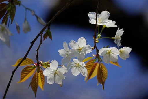 【桜】さくら餅…