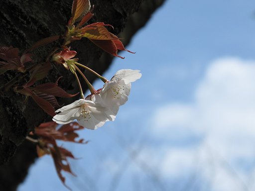 そっと咲く・・・
