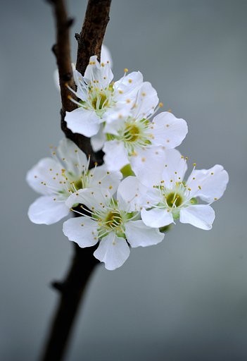 東京の花　杏