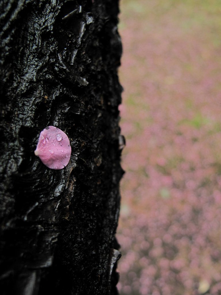 落ち花びら