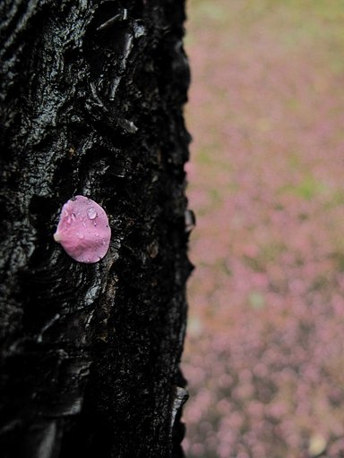 落ち花びら