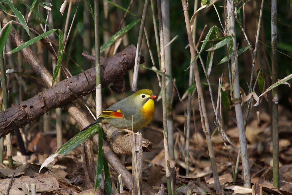 【やすらぎ】　赤嘴相思鳥