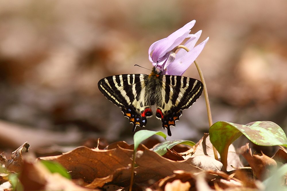ギフチョウ　2010-2