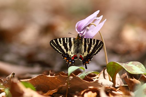 ギフチョウ　2010-2