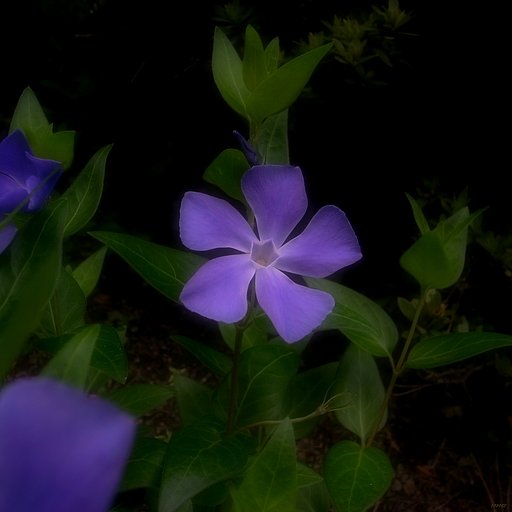 【やすらぎ】見ていて安らぎます