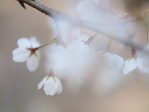 【桜】 ふんわり