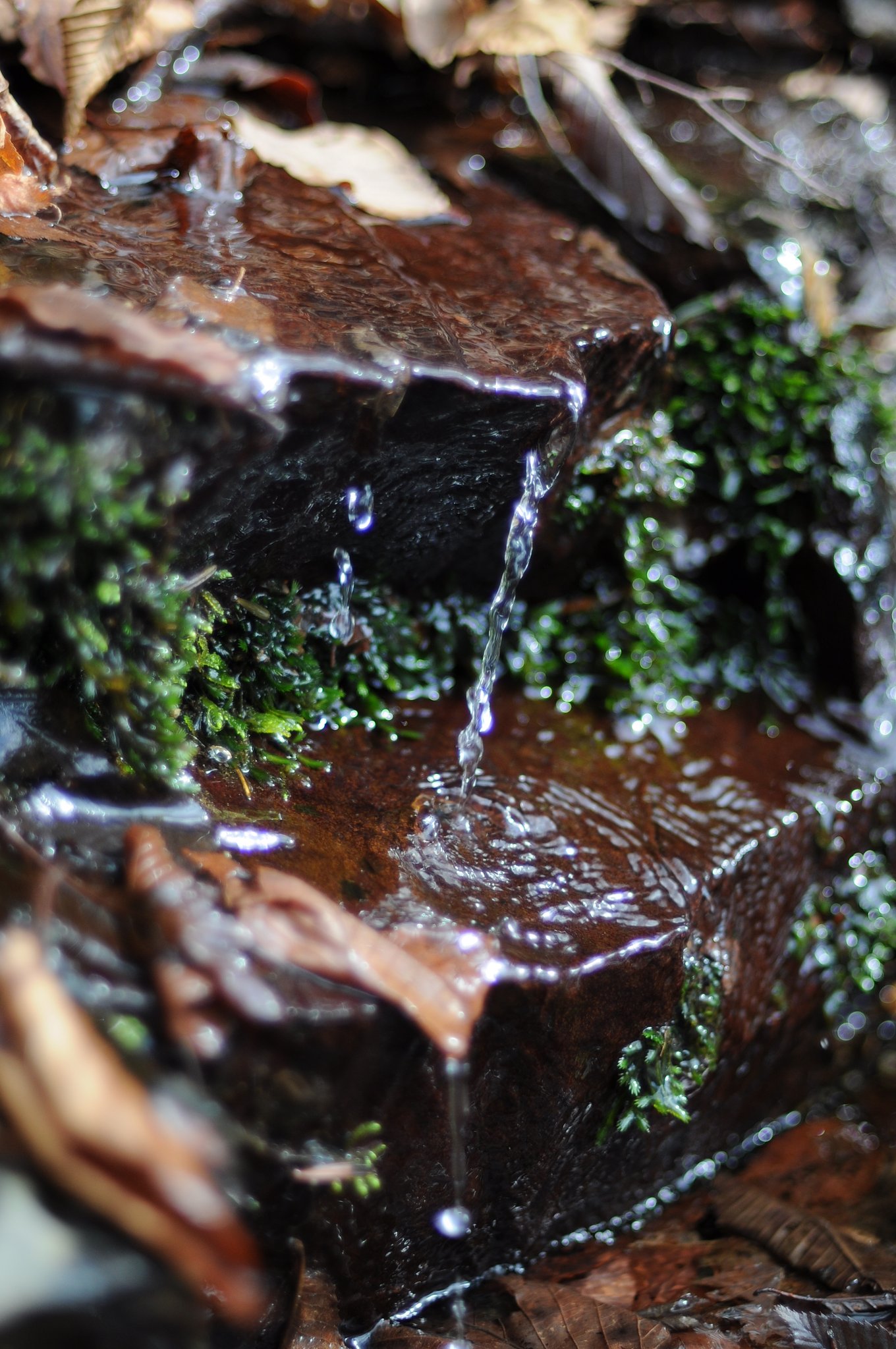 Acqua