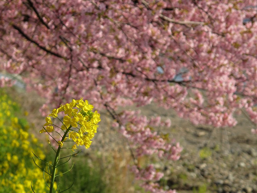 河津桜