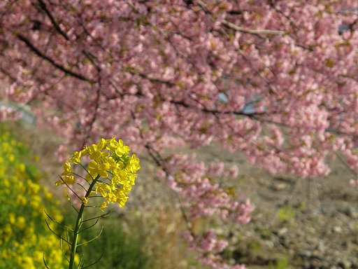 河津桜